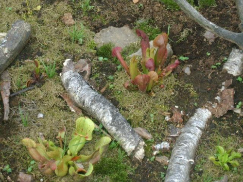 Sarracenia purpurea