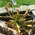 Sarracenia Purpurea x Leucophylla