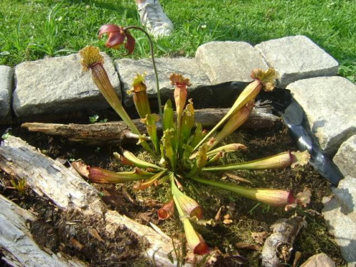 Sarracenia Purpurea x Leucophylla