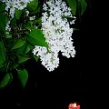 Wspomnienie maja :) #Bez #kwiaty #maj #świece