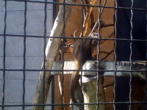Kapucynka czubata #warszawa #zoo #zwierzęta