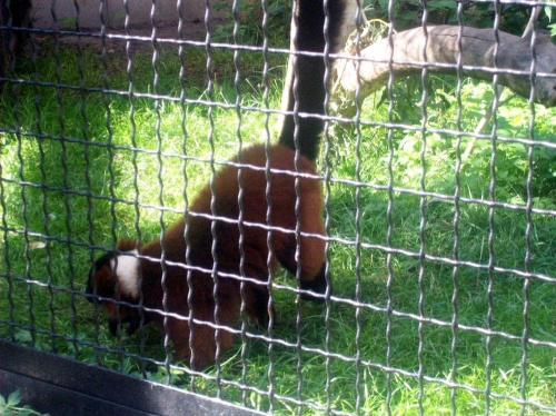 Lemur wari #warszawa #zoo #zwierzęta