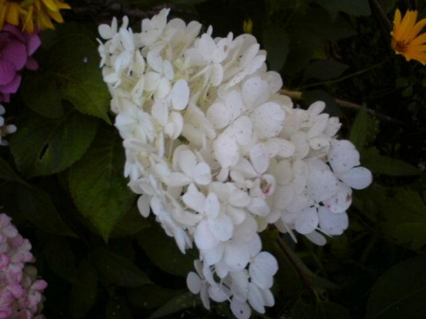 Hydrangea paniculata 'Renhy' VANILLE FRAISE
HHortensja bukietowa 'Renhy' VANILLE FRAISE