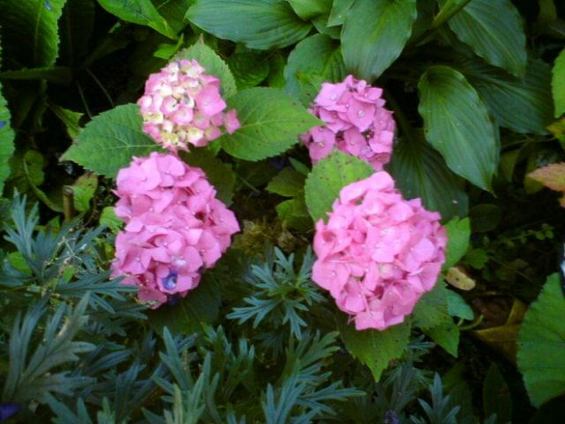 Hydrangea macrophylla Masja (Hortensja ogrodowa) Masja