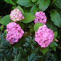 Hydrangea macrophylla Masja (Hortensja ogrodowa) Masja