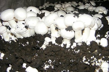 pieczarki zbiór #pieczarki