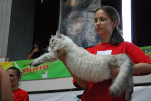 show kotów syberyjskich i neva masqerade - Olsztyn'09