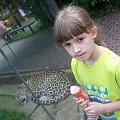 ... #Emilia #Zoo #jaguar