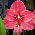 hippeastrum