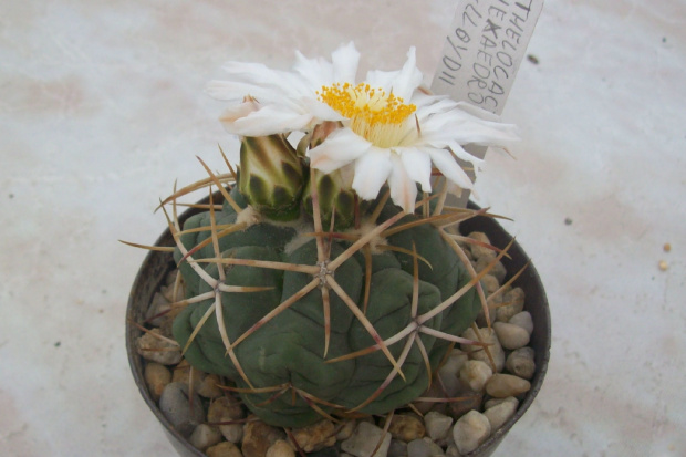 Thelocactus hexeadruphorus v lloydii