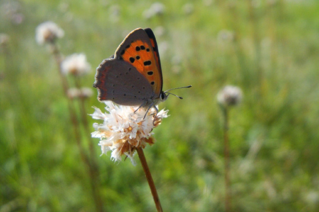 przycupnął .. #motyl #makro