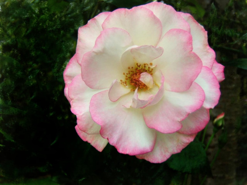 #ogród #róże #rosa #RóżaPnąca #Haendel