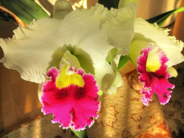 Laeliocattleya Orglade's Grand