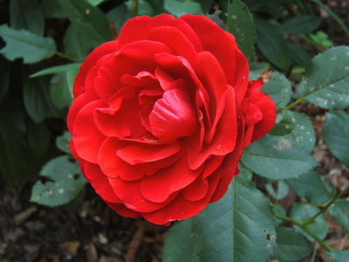 #ogród #róże #rosa