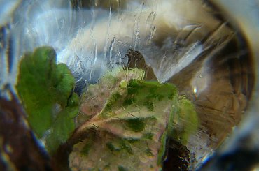 w krainie mrożonek #makro #roślina #woda #lód #luty