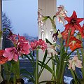 hippeastrum #hoppeastrum