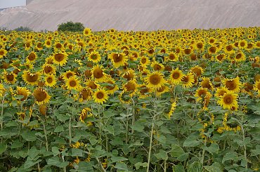 Słoneczniki nie Van Gogha #Słoneczniki #słonecznik #kwiat #kwiaty #pole