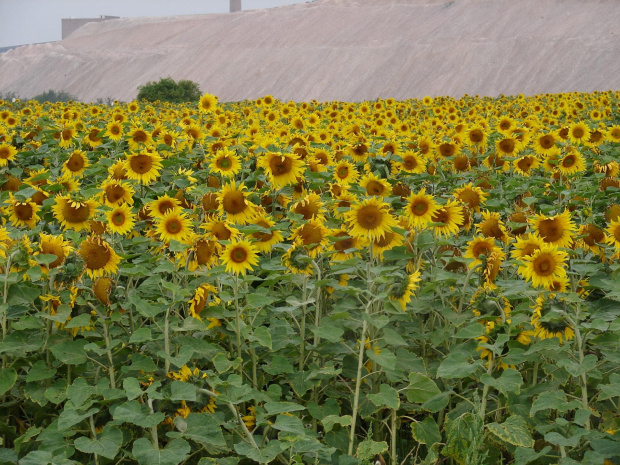 Słoneczniki nie Van Gogha #Słoneczniki #słonecznik #kwiat #kwiaty #pole