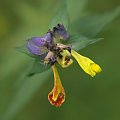 Kwiatek, Białowieża 08.2009
[Olympus E-410, Zuiko Digital 14-42, soczewka makro +8Dioptrii i +10Dioptrii] #Białowieża #kwiat #kwiatek #makro #natura #kwitnie