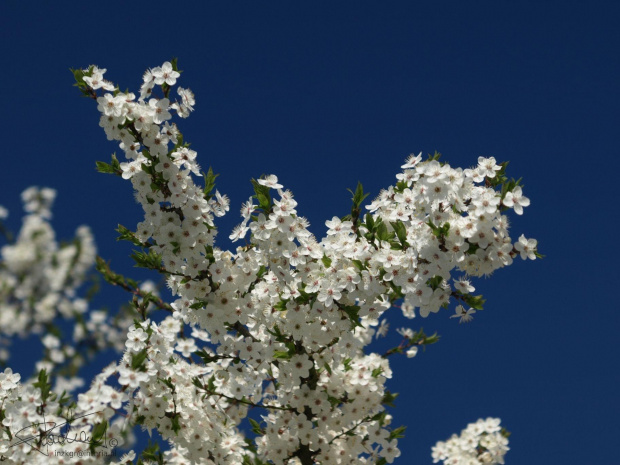 wiosna, 04.2009 [Olympus E-410, Zuiko Digital Tele 70-300 + filtr polaryzacyjny kołowy] #kwiat #kwitnie #wiosna #natura