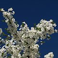 wiosna, 04.2009 [Olympus E-410, Zuiko Digital Tele 70-300 + filtr polaryzacyjny kołowy] #kwiat #kwitnie #wiosna #natura