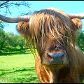 Krowa rasy Highlander - wyspa Rum - Szkocja