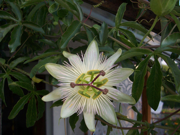 Passiflora constance elliott