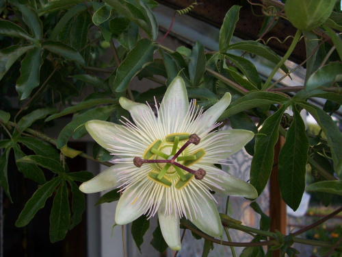 Passiflora constance elliott