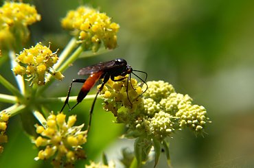 Owad na kwiatku
[Olympus E-410, Zuiko Digital 14-42, soczewka makro +10Dioptrii] #owad #chrabąszcz #chrząszcz #insekt #kwiat #kwiatek #kwitnie #nektar #natura #makro