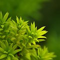 Iglak
[Olympus E-410, Zuiko Digital 14-42, soczewka makro +8Dioptrii] #natura #roślina #kwiat #iglak #pajęczyna #makro