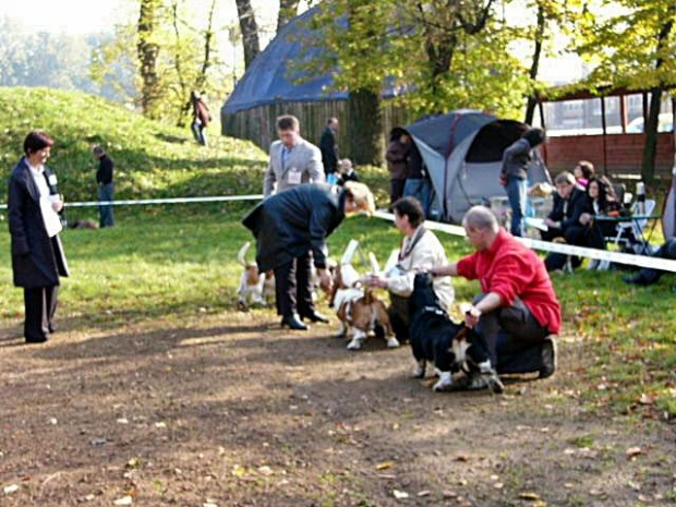 Wystawa psów Zabrze 2008