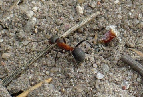 Mrówka rudnica (Formica rufa) - gatunek owadów z rzędu błonkoskrzydłych. #MrówkaRudnica