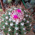 Melocactus