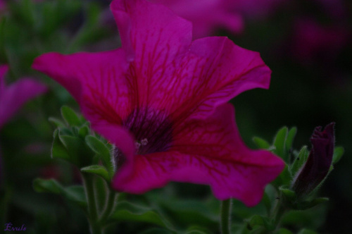 Wściekło-różowe surfinie:) - W moim ogrodzie #surfinie #ogród #kwiaty