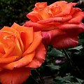 jezienne róże ;D #róża #makro #ogród #kwiat