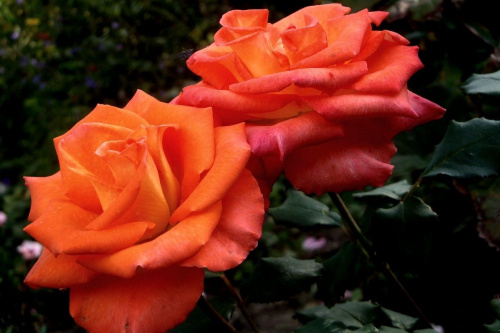 jezienne róże ;D #róża #makro #ogród #kwiat