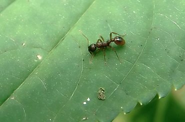 tochę nieudane makroale cóż ;D żadnej mrówy nie miałem.. ale jeszcze popróbuje ;D #makro #mrówka