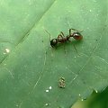 tochę nieudane makroale cóż ;D żadnej mrówy nie miałem.. ale jeszcze popróbuje ;D #makro #mrówka