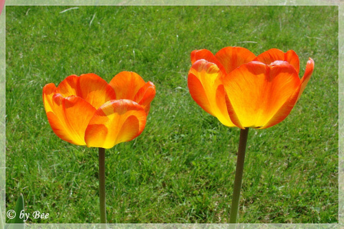 #kwiaty #ogród #tulipany #wiosna