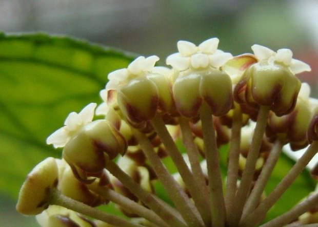 Hoya finlaysonii EPC-59 small & short leaves