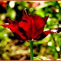 tulipanek #kwiaty #ogrod #wiosna #slonce #tulipan