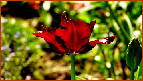 tulipanek #kwiaty #ogrod #wiosna #slonce #tulipan