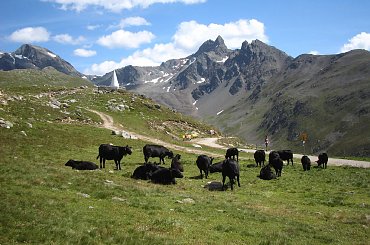 Muottas Muragl, Szwajcaria #alpy #gory #góry #MuottasMuragl #szwajcaria #krowy #krowa #CzarnaKrowa #CzarneKrowy