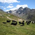 Muottas Muragl, Szwajcaria #alpy #gory #góry #MuottasMuragl #szwajcaria #krowy #krowa #CzarnaKrowa #CzarneKrowy