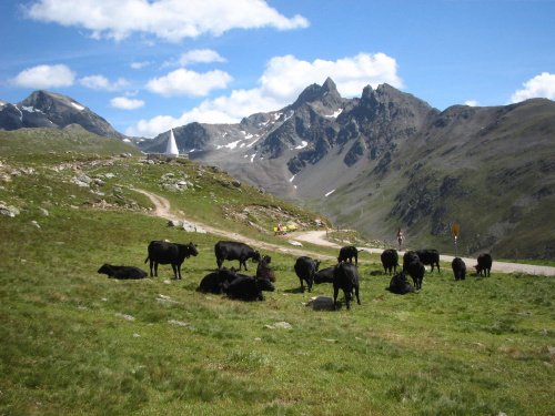 Muottas Muragl, Szwajcaria #alpy #gory #góry #MuottasMuragl #szwajcaria #krowy #krowa #CzarnaKrowa #CzarneKrowy