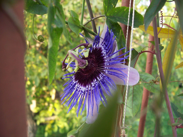 Passiflora purple haze