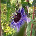 Passiflora purple haze