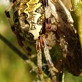Araneus marmoreus #pająk