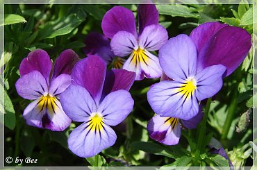 #bratki #kwiatki #ogród #wiosna