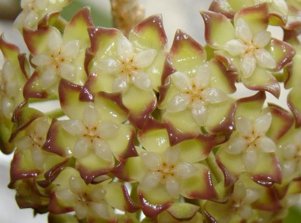 Hoya finlaysonii EPC-59